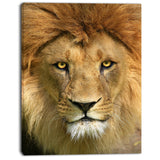 lion with calm face animal art canvas print PT7165