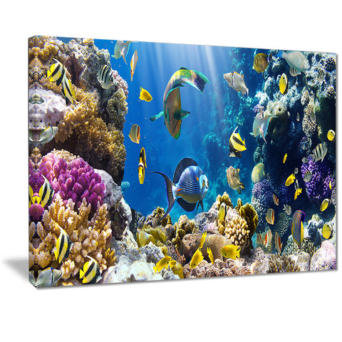 fish in coral reef seascape photography canvas print PT7213