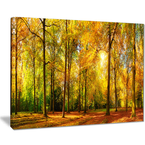 gorgeous autumn of sunny forest landscape photo canvas print PT7484