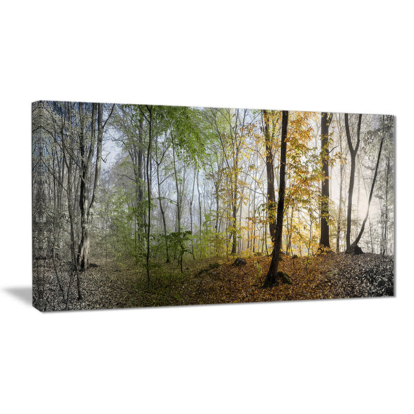morning forest panoramic view landscape photo canvas print PT8171
