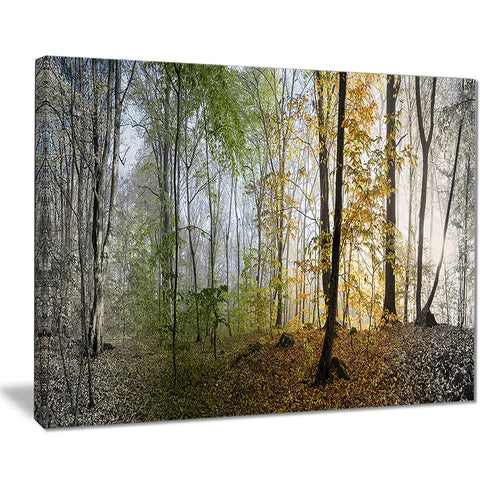 morning forest panoramic view landscape photo canvas print PT8171