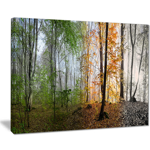 morning forest panorama landscape photo canvas print PT8174