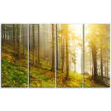 sun finds its way in forest landscape photo canvas print PT8175