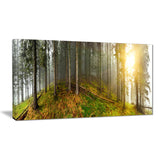 early morning sun in forest landscape photo canvas print PT8176