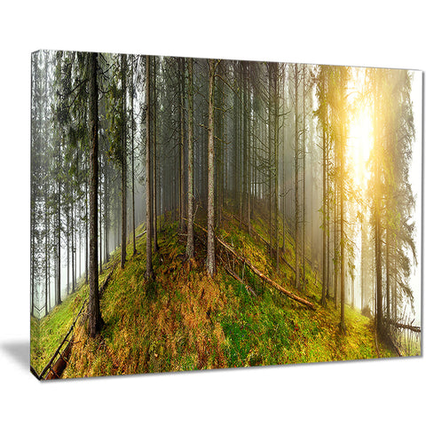 early morning sun in forest landscape photo canvas print PT8176