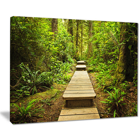 path in temperate rainforest landscape photo canvas print PT8314