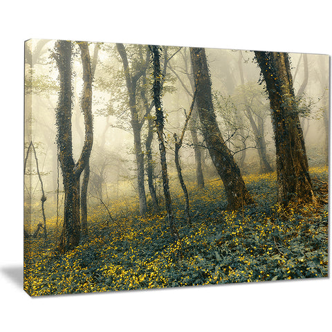 mysterious forest in fog landscape photo canvas art print PT8434