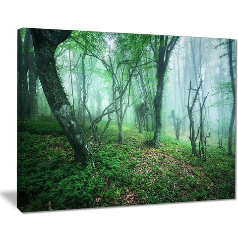 trail through green forest landscape photo canvas print PT8443