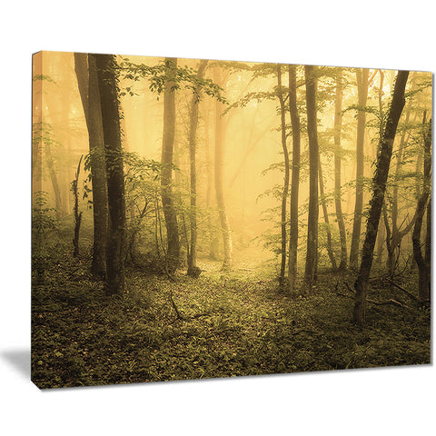 trail through yellow foggy forest landscape photo canvas print PT8445