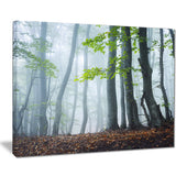green leaves in old forest landscape photo canvas print PT8454