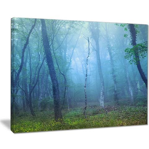 dark foggy forest trees landscape photo canvas print PT8457