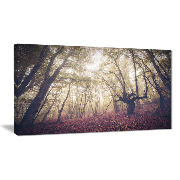 high rise trees in forest landscape photo canvas print PT8474