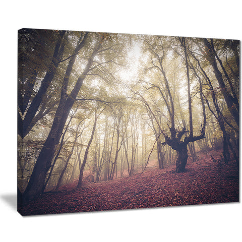 high rise trees in forest landscape photo canvas print PT8474