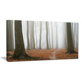 misty autumn beech forest landscape photo canvas print PT8479