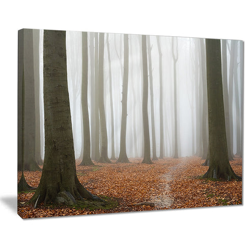 misty autumn beech forest landscape photo canvas print PT8479