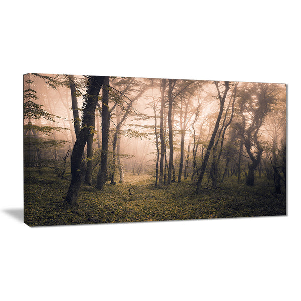 dark old spring forest landscape photo canvas print PT8491
