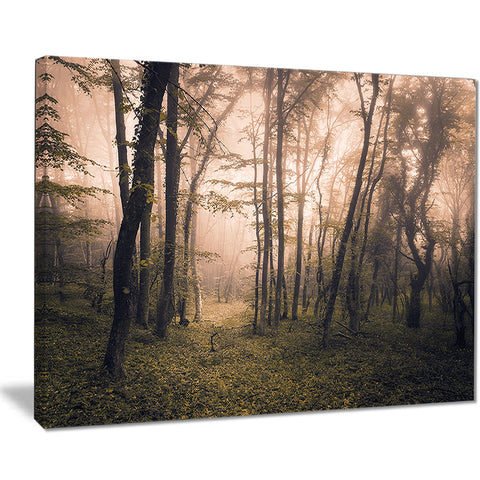 dark old spring forest landscape photo canvas print PT8491